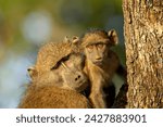 Adult and infant chacma baboon (papio ursinus), kruger national park, south africa, africa