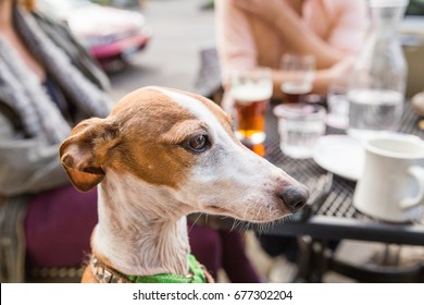 An Adult Italian Greyhound Looking On While Sitting At A Table In A Cafe Or Restaurant Patio.