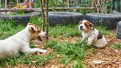 An Adult Jack Russell Terrier Is Playing With A Puppy In A Garden On The Grass