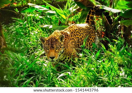 An adult jaguar stalking in the grass