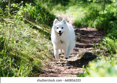 Adult japanese spitz in forest