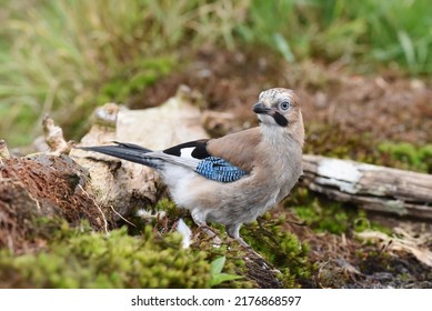 An Adult Jay Bird Stood Looking Side On.