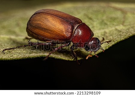 Adult June Beetle of the Subfamily Melolonthinae