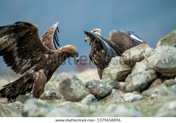 Adult Juvenile Golden Eagle Aquila Chrysaetos Stock Photo