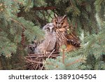 Adult and juvenile long-eared owl, asio otus, sitting on a nest in coniferous tree close together. Animal family with protective mother and cute hatchling. wildlife scenery of bird breeding in nature