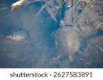 Adult and juvenile Painted Turtles in the murky Kingfishers Lagoon at Kensington Metropark in Southeast Michigan. This brightly marked North American reptile are found in small bodies of freshwater.