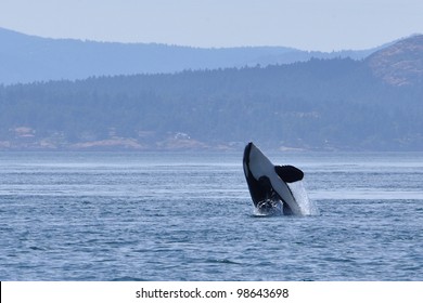 An adult killer whale breaches in Haro Strait between San Juan Island, Washington, and Vancouver Island, Canada.