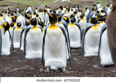 Penguin Eggs Images Stock Photos Vectors Shutterstock