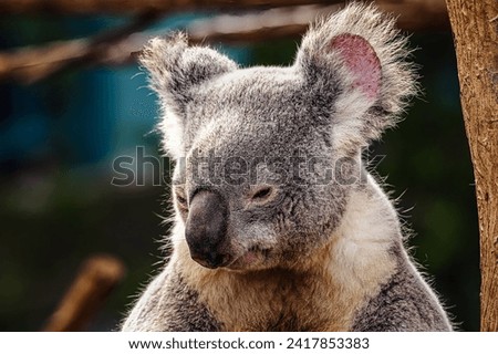 A ADULT KOALA BEAR ON A STEMP LOOKING DOWN WITH A BLURRED BACKGROUND