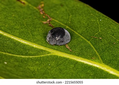 Adult Lady Beetle Of The Genus Azya