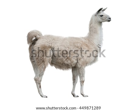 adult lama exterior isolated over a white background