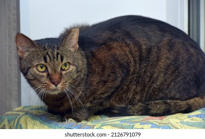 adult large tabby cat with cropped ear at an animal shelter