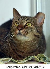adult large tabby cat with cropped ear at an animal shelter