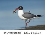 Adult Laughing Gull (Larus atricilla) in breeding plumage in
Galveston County, Texas, USA. Standing on the beach with fish as prey.