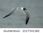 Adult Laughing Gull (Larus atricilla) in breeding plumage in
Galveston County, Texas, USA. In flight.