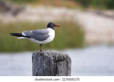 Adult Laughing Gull perched on weathered wood piling at Mobile Bay in Alabama is a natural coastal memory - Shutterstock ID 2176505175