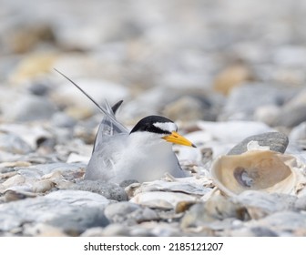 Adult Least Tern Sitting In Shingle Beach