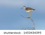 Adult Lesser Yellowlegs (Tringa flavipes) in summer plumage perched in a low tree on the arctic tundra of Churchill, Manitoba in Canada.