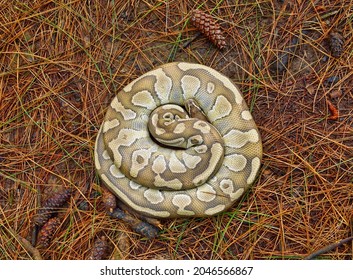 An Adult Light Brown Ball Python Is Coiled On The Pine Forest Floor And Photographed From Above