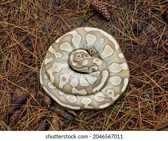 An Adult Light Brown Ball Python Is Coiled On The Pine Forest Floor And Photographed From Above