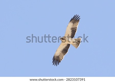 adult light morph Booted Eagle Hieraaetus pennatus in Salalah Oman