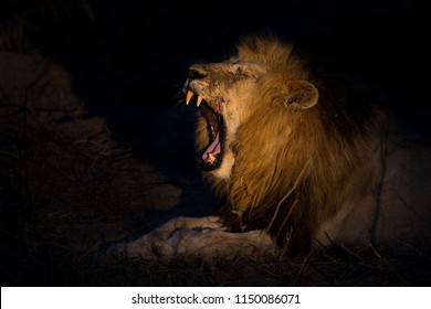 Adult lion male with huge mane resting and yawning in the gathering darkness - Powered by Shutterstock