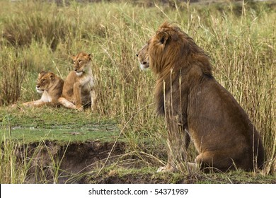 lion side view sitting