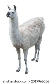 Adult llama with gray-white dense coat with black nose with scuffs on knees, standing face to viewer, pricking up her long fluffy ears, looking attentively, isolated on white background. - Shutterstock ID 2019966056