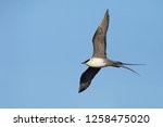 Adult Long-tailed Skua (Stercorarius longicaudus) in flight against blue sky as background on Seward Peninsula, Alaska, United States during spring.