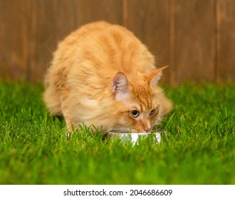 Adult maine coon cat drinks water from bowl on geen summer grass