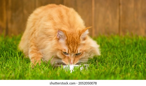 Adult maine coon cat drinks water from bowl on geen summer grass