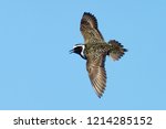 Adult male American Golden Plover (Pluvialis dominica) in breeding plumage dislplaying over tundra of Churchill, Manitoba, Canada in June 2017.