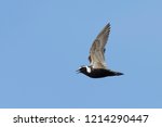 Adult male American Golden Plover (Pluvialis dominica) in breeding plumage flying over tundra at Churchill, Manitoba, Canada. 