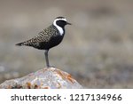 Adult male American Golden Plover (Pluvialis dominica) in breeding plumage on the tundra of Churchill, Manitoba, Canada. Standing on a rock.