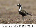 Adult male American Golden Plover (Pluvialis dominica) in breeding plumage on the tundra of Churchill, Manitoba, Canada. 