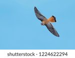 Adult male American Kestrel, Falco sparverius
Chambers Co., Texas
October 2017