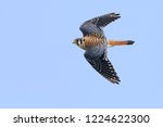 Adult male American Kestrel, Falco sparverius
Chambers Co., Texas
October 2017
