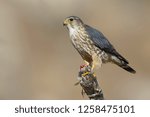 Adult male American Merlin (Falco columbarius columbarius) wintering in Riverside County, California, in November. Perched on a dead branch against a brown background.