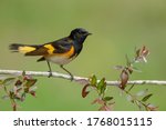 Adult male American Redstart (Setophaga ruticilla) perched on a branch in Galveston County, Texas, United States, during spring migration.