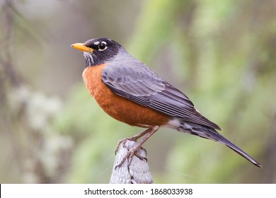 adult male American Robin Turdus migratorius on post at Marsh Lake, Yukon, Canada - Powered by Shutterstock