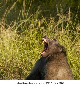 Adult Male Baboon Yawning Showing Teeth Stock Photo 2211727799 ...