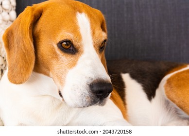 Adult Male Beagle Dog Portrait. Shallow Depth Of Field.selective Focus