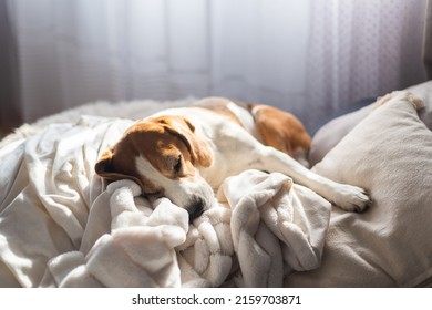 Adult Male Beagle Dog Sleeping On His Pillow. Shallow Depth Of Field. Canine Theme