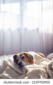 Adult Male Beagle Dog Sleeping On His Pillow. Shallow Depth Of Field. Canine Theme