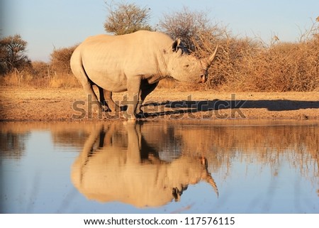 An adult male Black Rhino at a watering hole with mirror reflection.  Photo taken on a game ranch in Namibia, Africa.