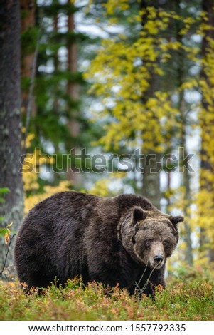 Similar – Brown Bear on forest