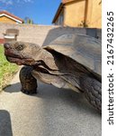 Adult male California Desert Tortoise (Gopherus agassizii) walking on cement with red fruit on his face