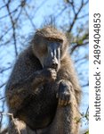 An adult male chacma baboon feeding in the Pilanesberg National Park, South Africa