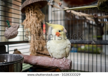 Adult male cockatiel seen perched within his opened bird cage, located in a conservatory. The top of the image shows the tail of his breeding mate together with various toys in the bird cage.