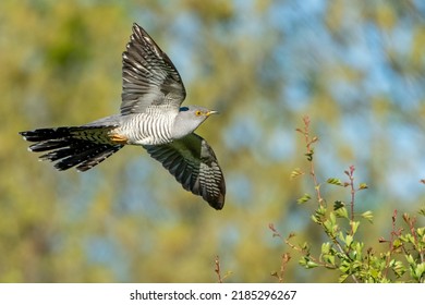 Adult Male Common Cuckoo Flying